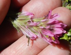 Castilleja lemmonii