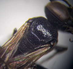 Prosopigastra orientalis
