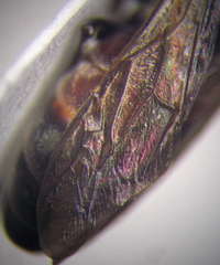 Prosopigastra orientalis