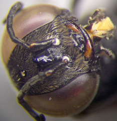 Prosopigastra orientalis