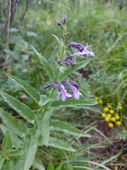 Nepeta sibirica