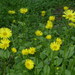 Doronicum pardalianches - Photo (c) Scamperdale,  זכויות יוצרים חלקיות (CC BY-NC-SA)