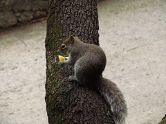 Sciurus alleni