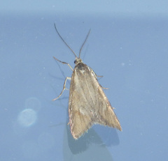 Diurnea lipsiella