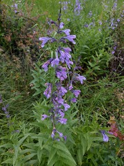Nepeta sibirica