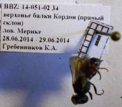 Prosopigastra orientalis