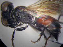 Prosopigastra orientalis