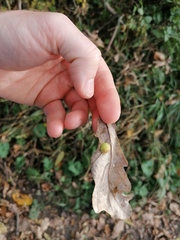 Cynips quercusfolii