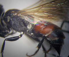 Prosopigastra orientalis
