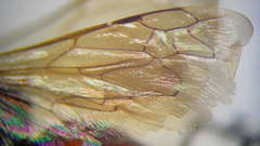 Prosopigastra orientalis