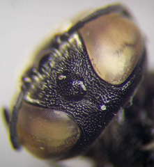 Prosopigastra orientalis