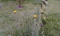 Grindelia inuloides