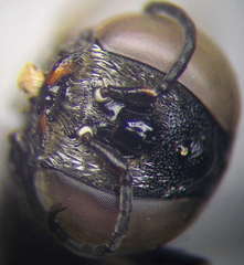 Prosopigastra orientalis