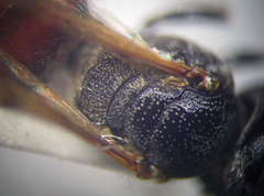Prosopigastra orientalis