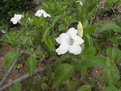 Ruellia leucantha