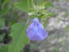 Salvia similis