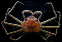 Chionoecetes tanneri