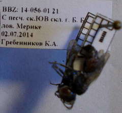 Prosopigastra orientalis