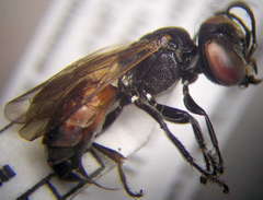 Prosopigastra orientalis