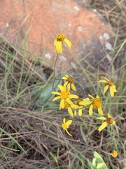 Senecio glaberrimus