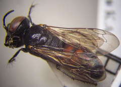 Prosopigastra orientalis
