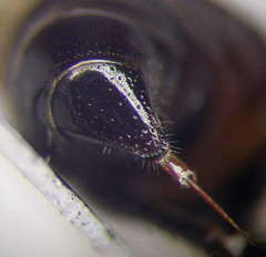 Prosopigastra orientalis