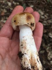 Russula grata