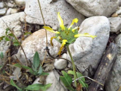 Image of Berlandiera macvaughii by (c) Annika Lindqvist, some rights reserved (CC BY)