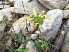 Berlandiera macvaughii
