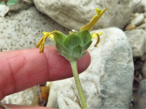 Image of Berlandiera macvaughii by (c) Annika Lindqvist, some rights reserved (CC BY)