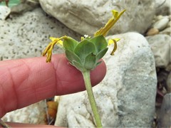 Berlandiera macvaughii