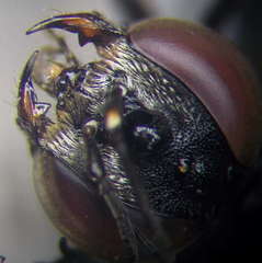 Prosopigastra orientalis