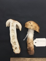 Russula grata