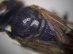 Prosopigastra orientalis