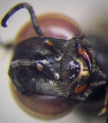 Prosopigastra orientalis