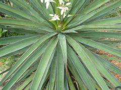 Yucca capensis