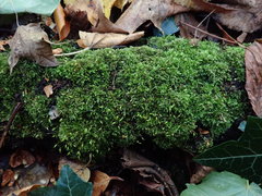 Rhynchostegium