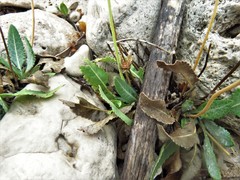 Berlandiera macvaughii