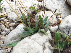 Berlandiera macvaughii