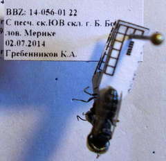 Prosopigastra orientalis
