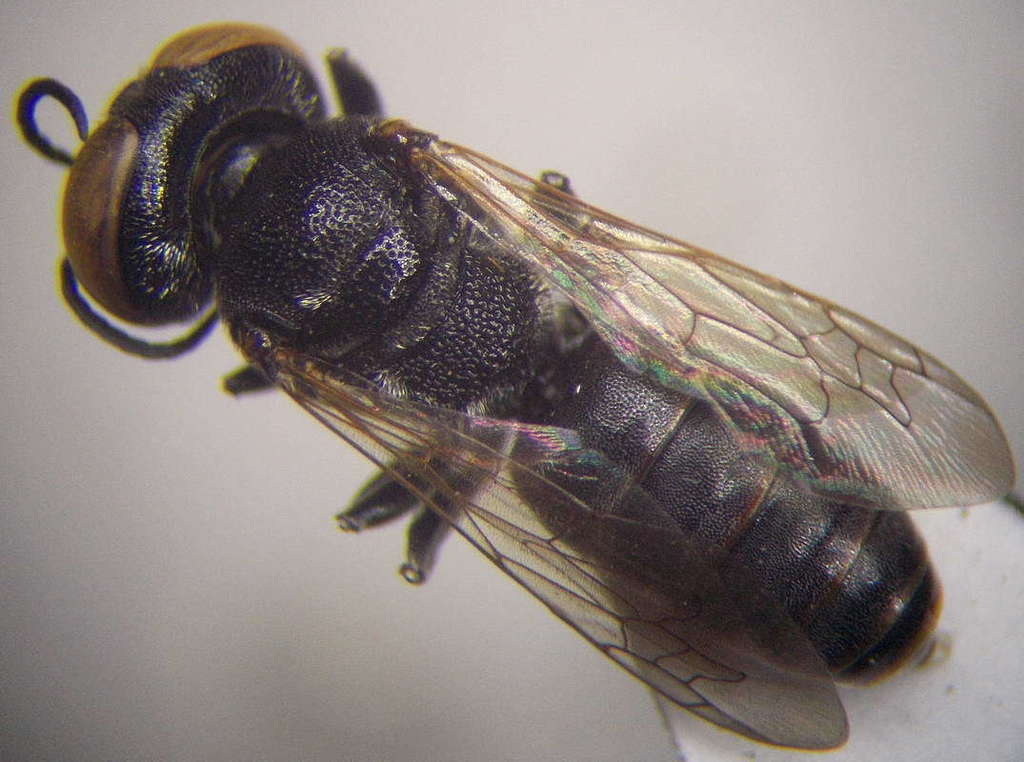 Prosopigastra orientalis