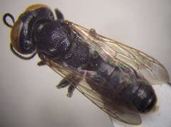 Prosopigastra orientalis