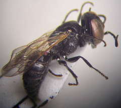 Prosopigastra orientalis