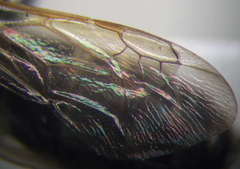 Prosopigastra orientalis