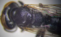 Prosopigastra orientalis