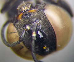 Prosopigastra orientalis
