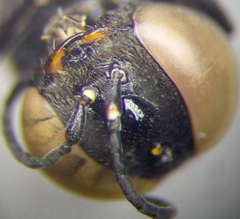 Prosopigastra orientalis
