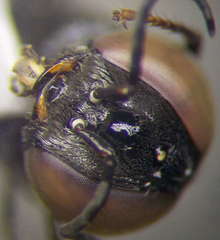 Prosopigastra orientalis