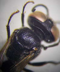 Prosopigastra orientalis