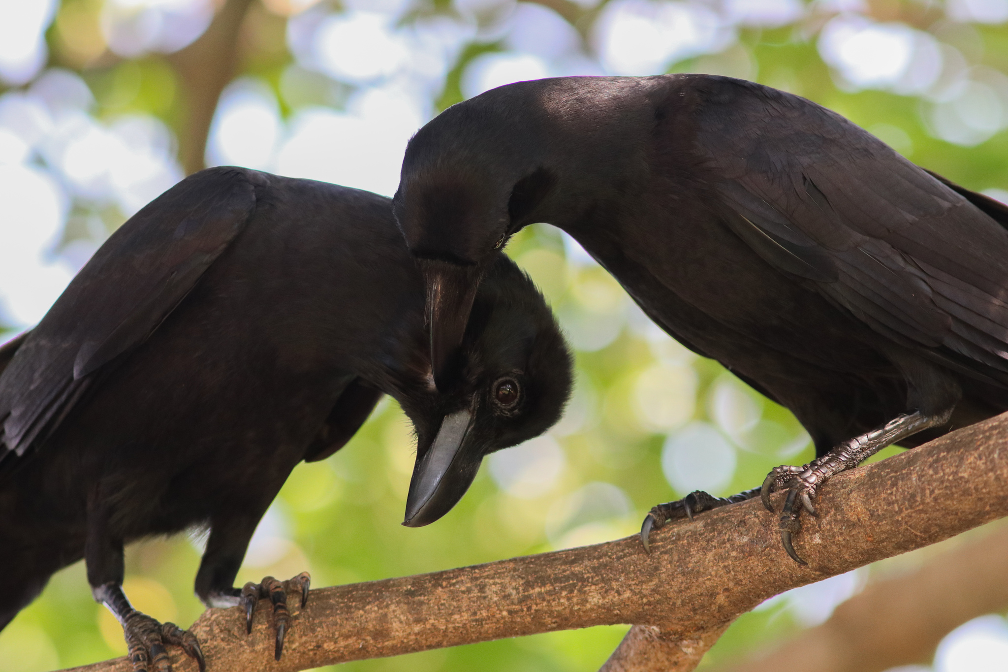 Large-billed Crow (Corvus macrorhynchos) · iNaturalist